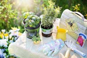 Green Planting Kit