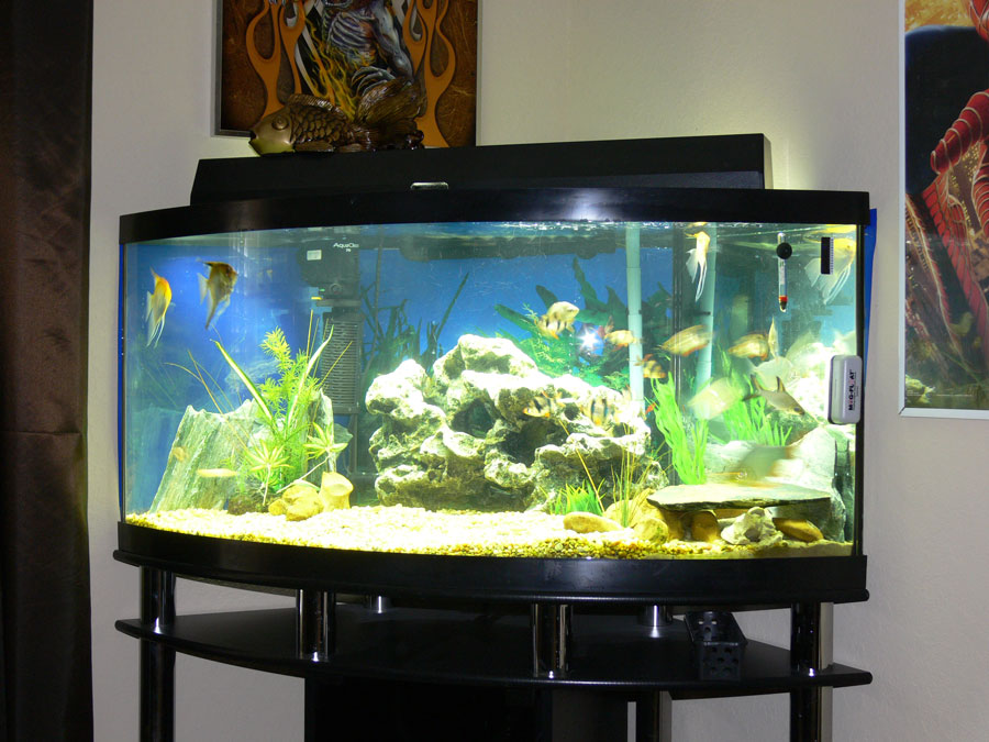 Getting a pet for your child? Pros and cons you must know